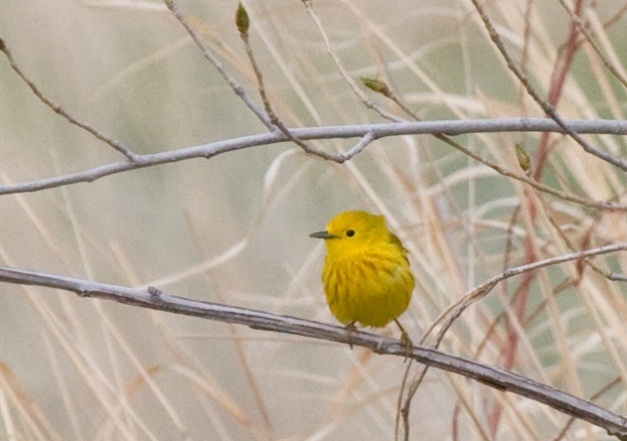 Migratory Yellow Warbler Male