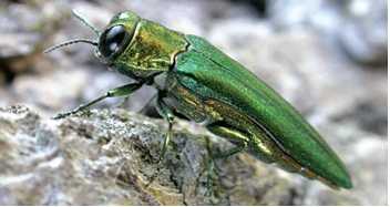 Ash borer