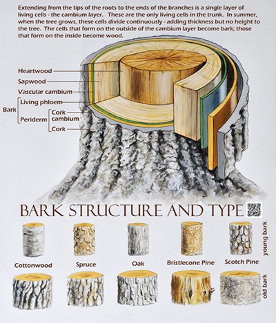 Bark Structure