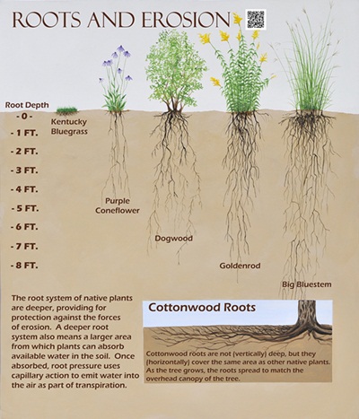 Roots Erosion