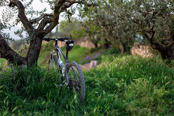 Bike and Trees