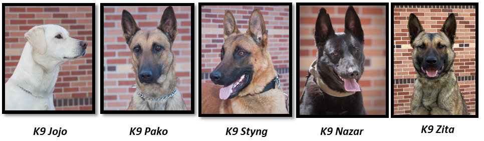 photo of all 5 Loveland K9s