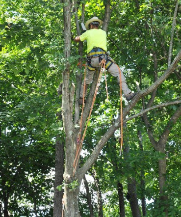 Man trimming tree