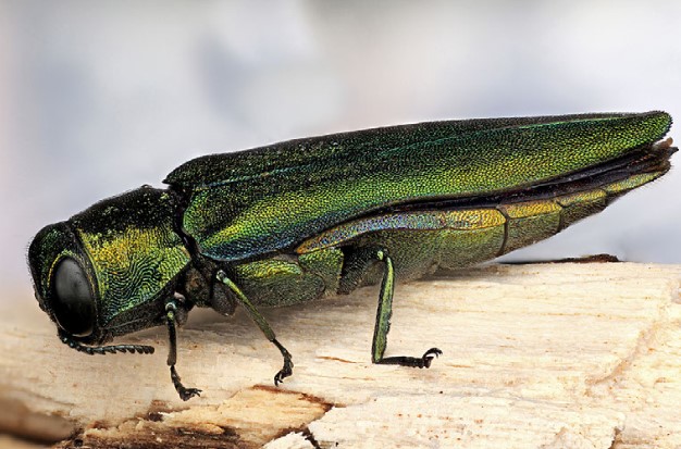 Emerald Ash Borer