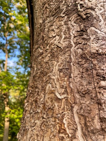 EAB S-Shaped Galleries