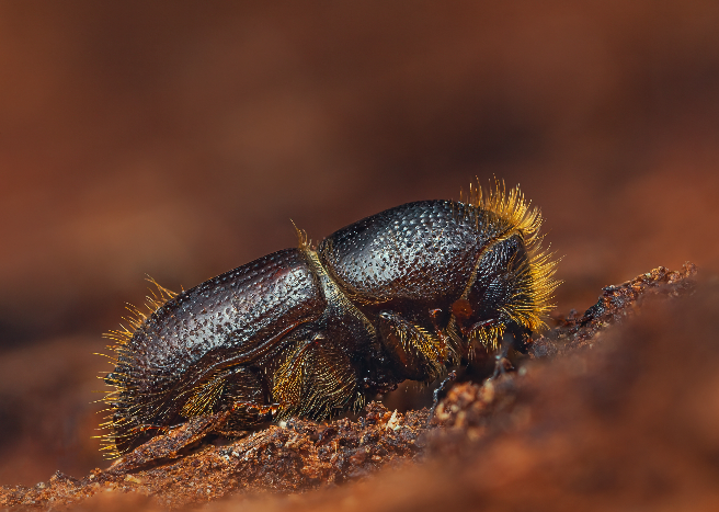 Spruce Ips Beetle