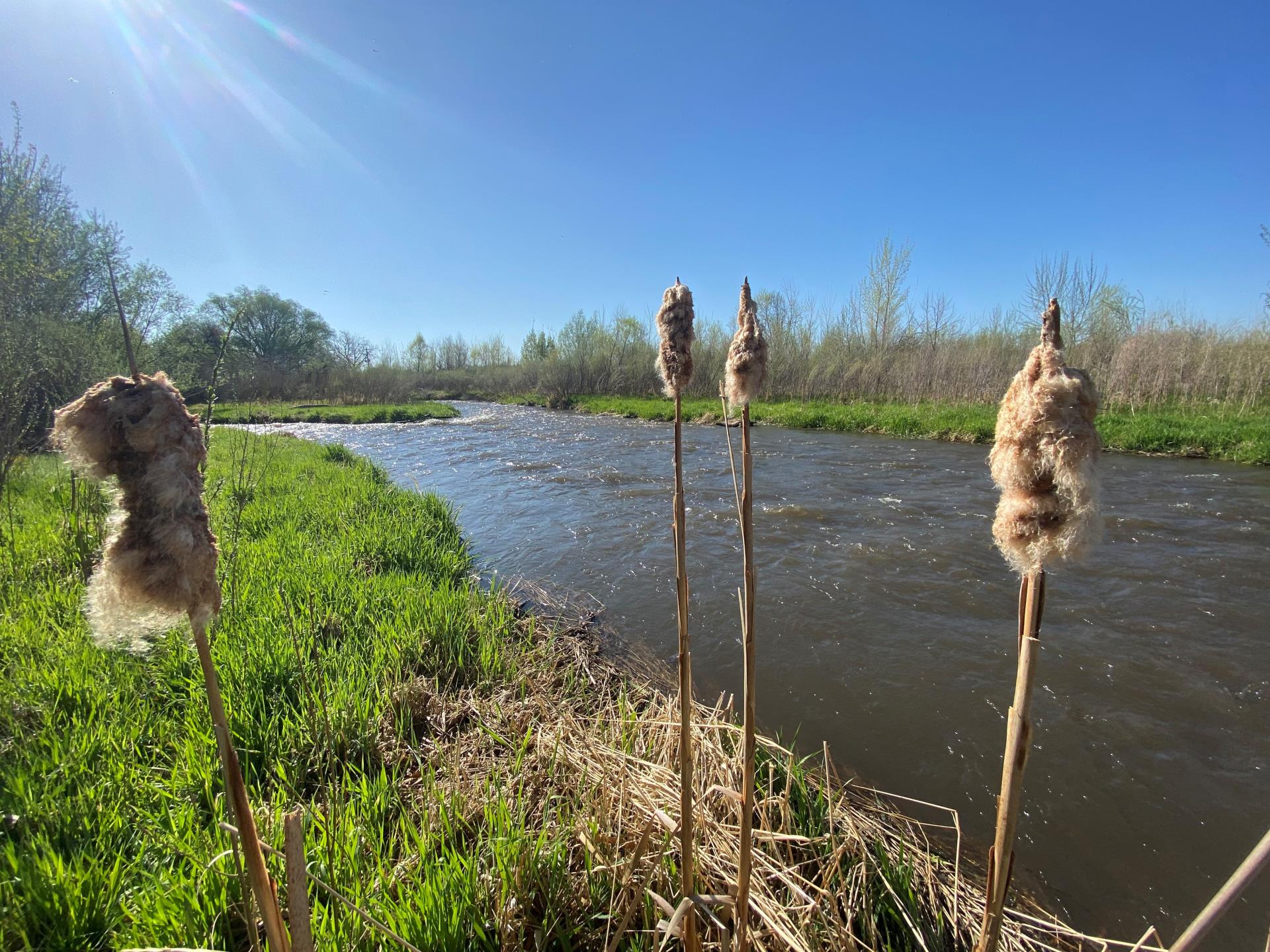 Big Thompson River Cattails