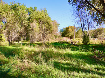 Kings Crossing Natural Area restoration shows lush vegetation