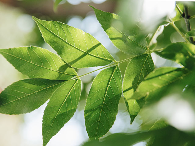 Ash Tree leaves