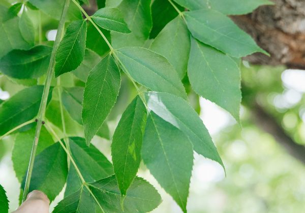 Several leaves on an ash tree.