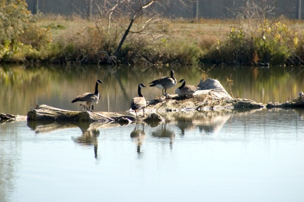 Jayhawker Geese