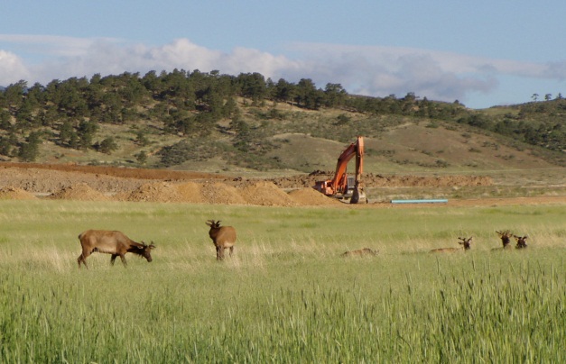 Mehaffey Park Elk