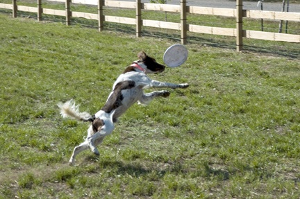 Dog Park Frisbee